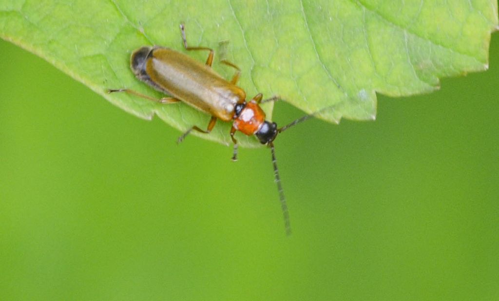 Rhagonycha nigriceps, Cantharidae